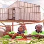 Solar-Powered Food Security in Nigeria’s North